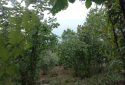 SATILIK BAHÇE 372 M2