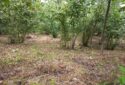 SATILIK ARSA 382 M2
