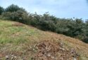 SATILIK 4.250 M2 BAHÇE